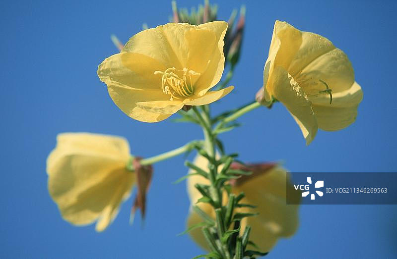 欧洲下萨克森州月见草花卉图片素材