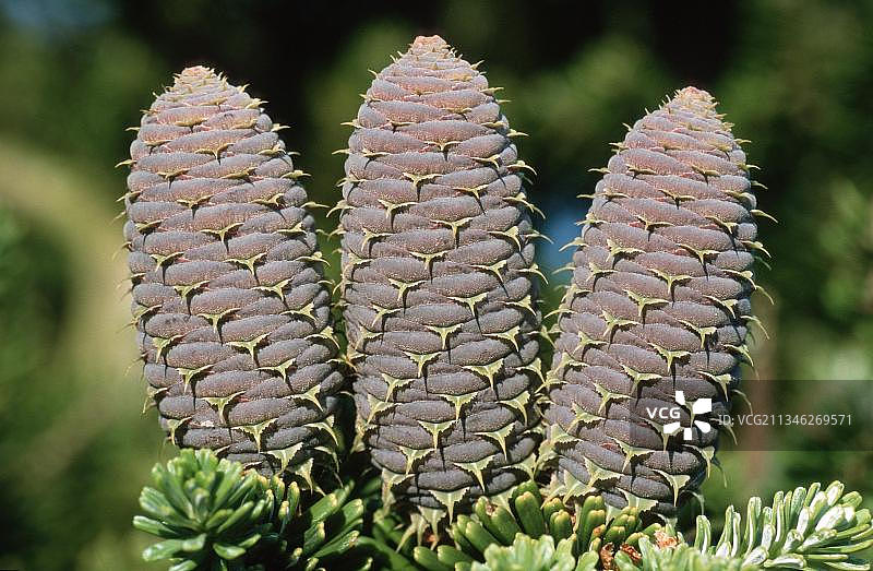 球果冷杉（Abies koreana），亚洲球果冷杉，针叶树，植物，松科，景观图片素材