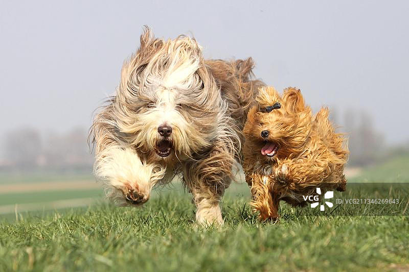 哈瓦那犬和胡须牧羊犬图片素材