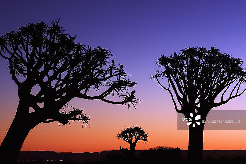 箭筒树森林，纳米比亚图片素材