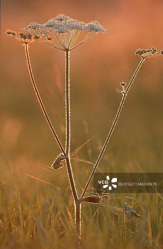 下萨克森州的野胡萝卜图片素材