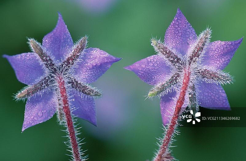 琉璃苣、植物、花卉、花园植物、香料植物、药草图片素材