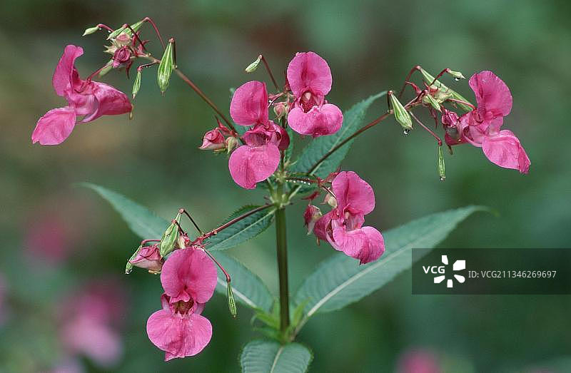 下萨克森的喜马拉雅凤仙花图片素材