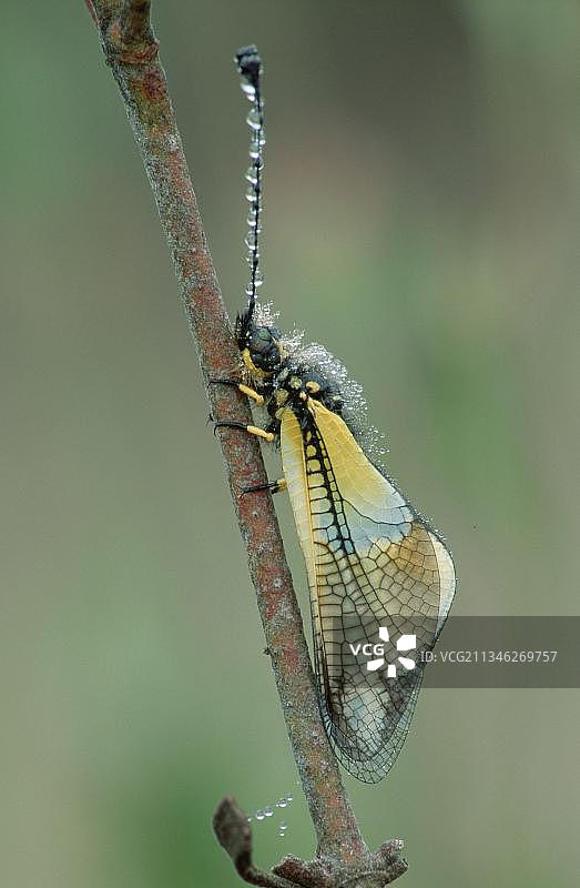安达卢西亚猫头鹰图片素材