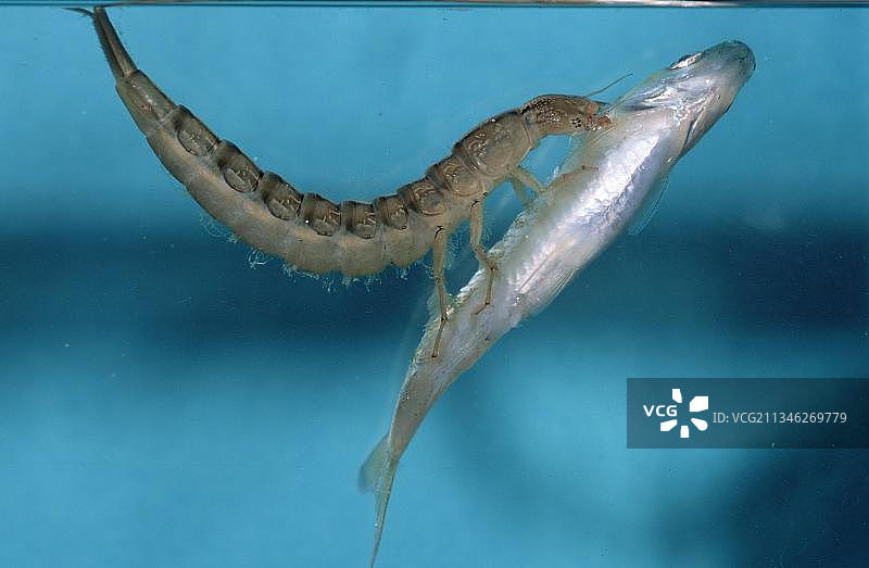 德国萨克森州带有猎物的龙虱幼虫图片素材