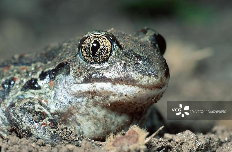 欧洲 Common Spadefoot 蟾蜍图片素材