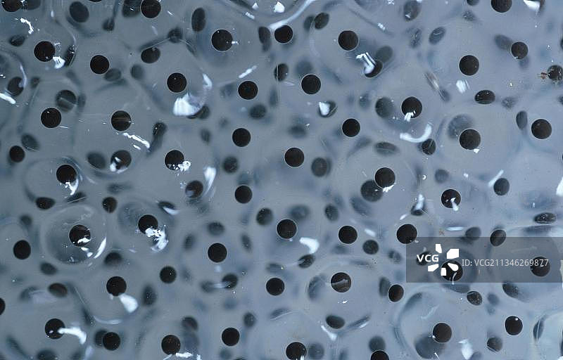 欧洲常见青蛙卵，德国下萨克森州图片素材