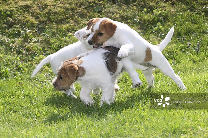 拉塞尔梗犬幼犬图片素材