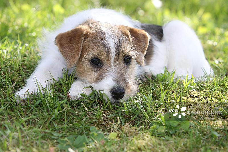 牧师罗素梗犬，小狗，牧师杰克罗素梗犬图片素材