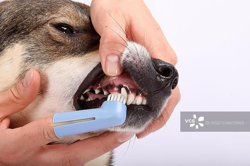 混种犬刷牙图片素材