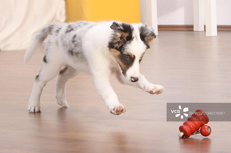 澳洲牧羊犬、小狗、玩具澳洲牧羊犬图片素材