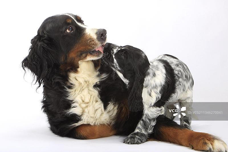 英国可卡犬、幼犬和伯恩山犬图片素材