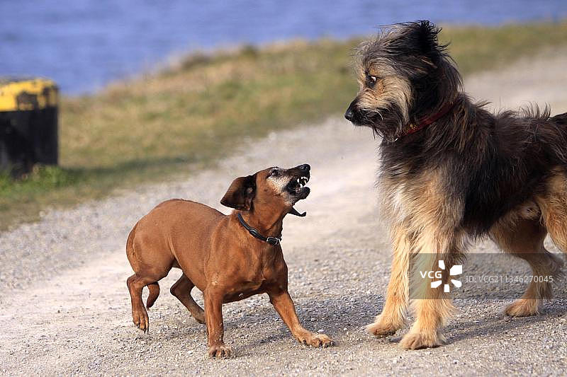 杂种犬和巴伐利亚山地烟犬图片素材