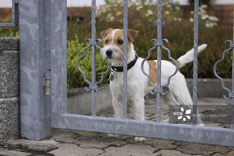 花园门口的牧师罗素梗犬图片素材
