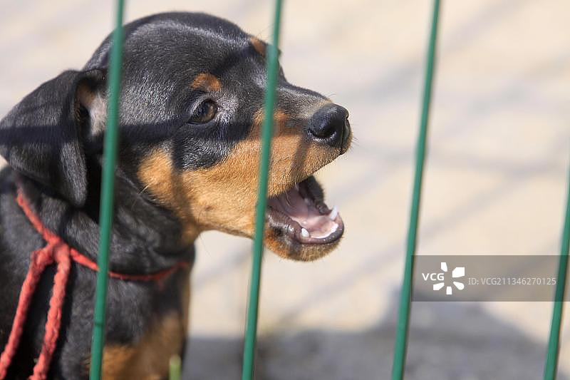 小鹿犬，小狗，矮脚犬，犬舍，幼犬围栏图片素材