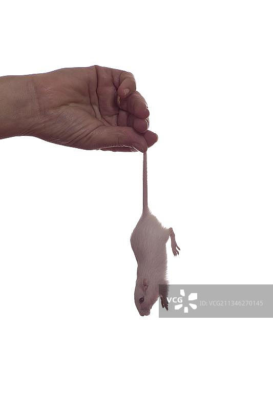 蒙古沙鼠图片素材