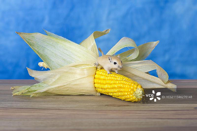 蒙古沙鼠幼崽，在玉米芯上图片素材