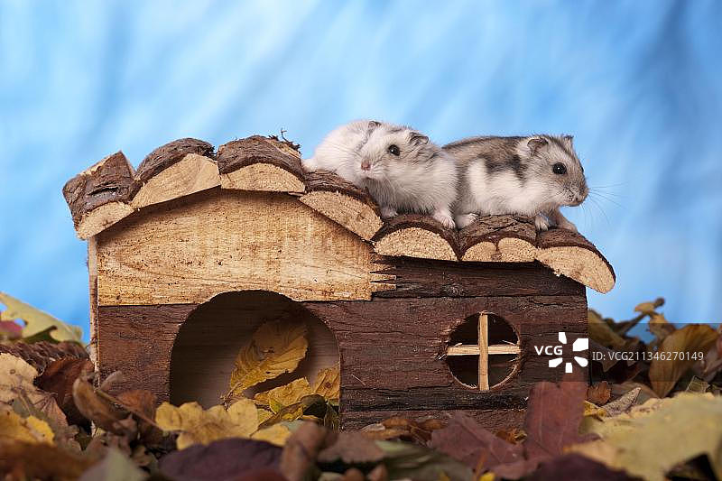 短尾仓鼠图片素材