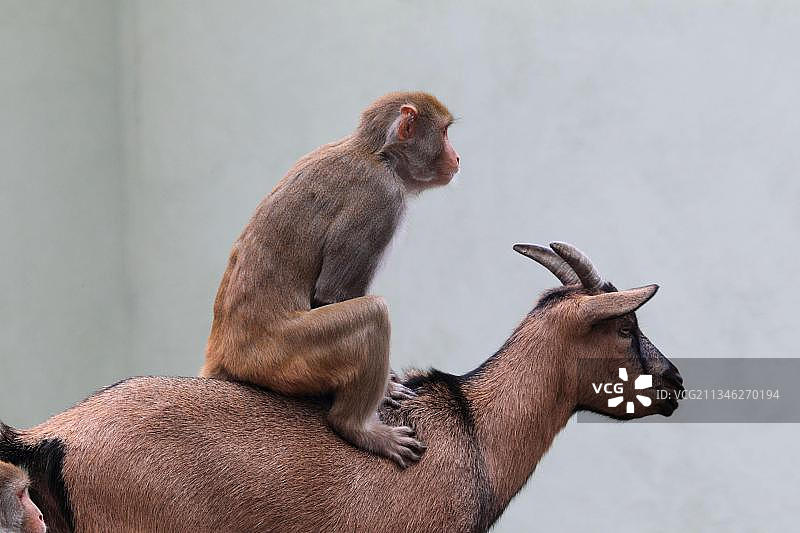 猕猴图片素材