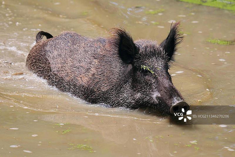 野猪（Sus scrofa）图片素材
