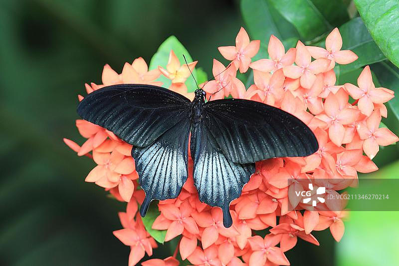 大麝凤蝶图片素材