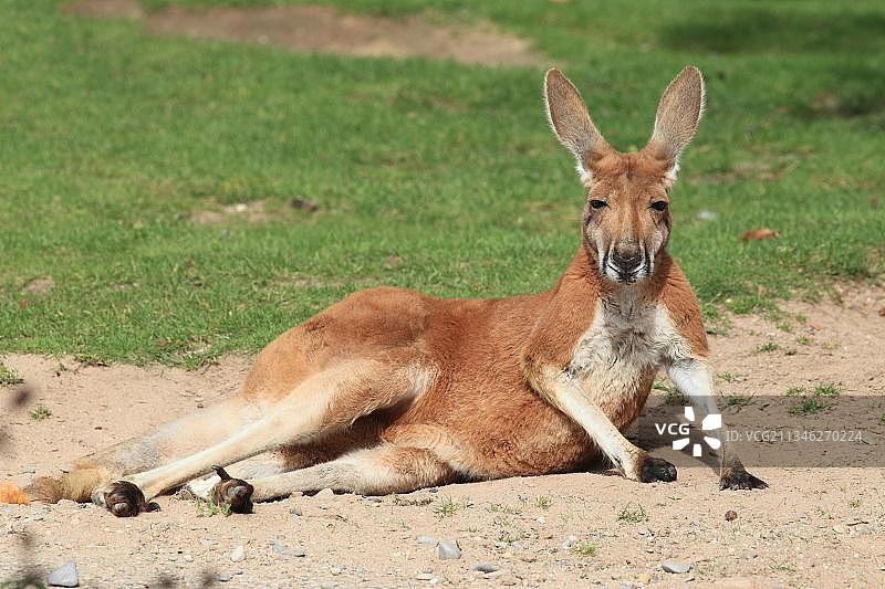 红大袋鼠图片素材