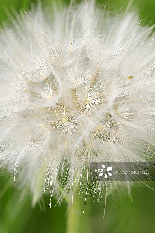 结果的西部婆罗门参，法国南部图片素材
