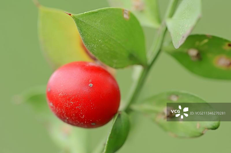 法国南部普罗旺斯地区的假叶树果实图片素材