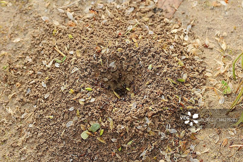 在普罗旺斯蚁巢入口处的收获蚁图片素材