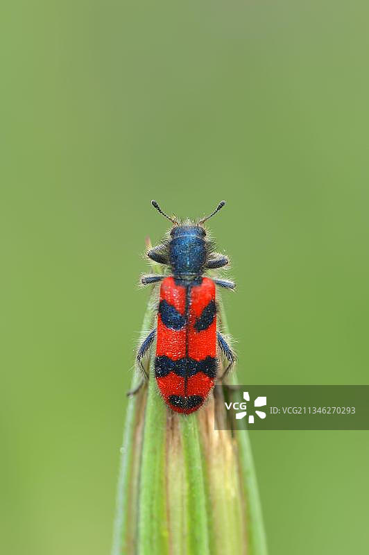 毛茸茸的蜂甲虫，普罗旺斯，法国南部图片素材
