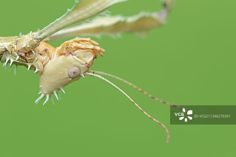 巨型多刺竹节虫（Extatosoma tiaratum），雌性，幽灵虫图片素材