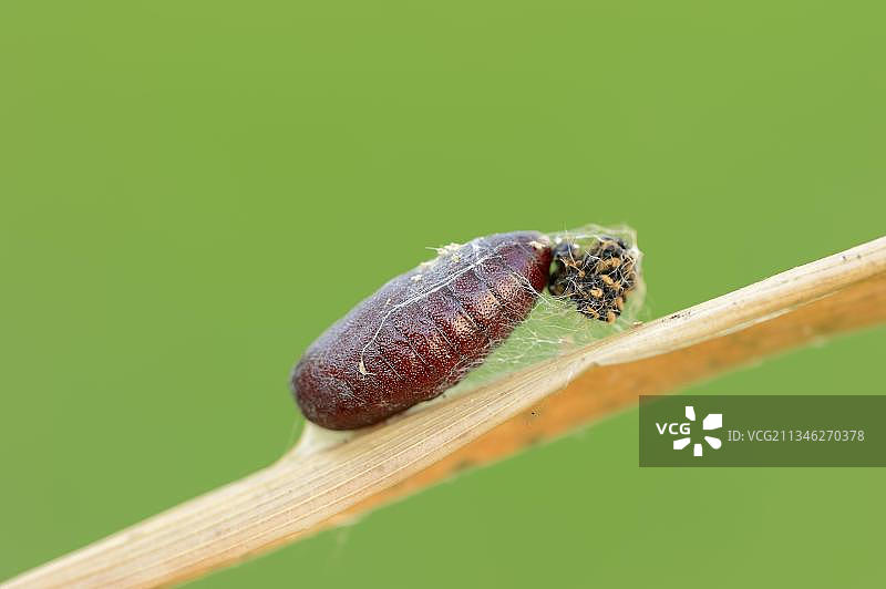 血熊蛾、蛹和毛虫皮（北莱茵-威斯特法伦）图片素材