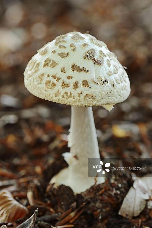 黄盖鹅膏（德国）图片素材