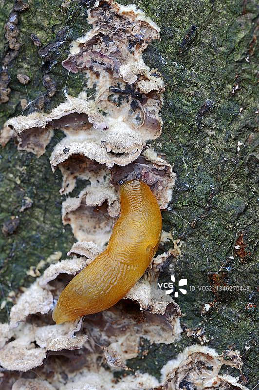 德国北莱茵-威斯特法伦的刺猬蛞蝓正在吃蘑菇图片素材