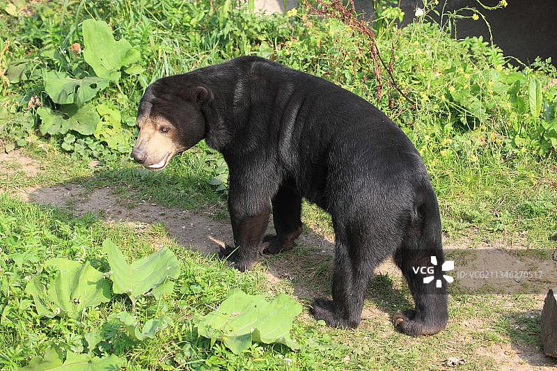 马来熊图片素材