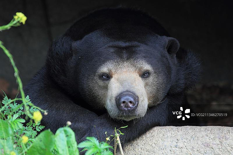 马来熊图片素材