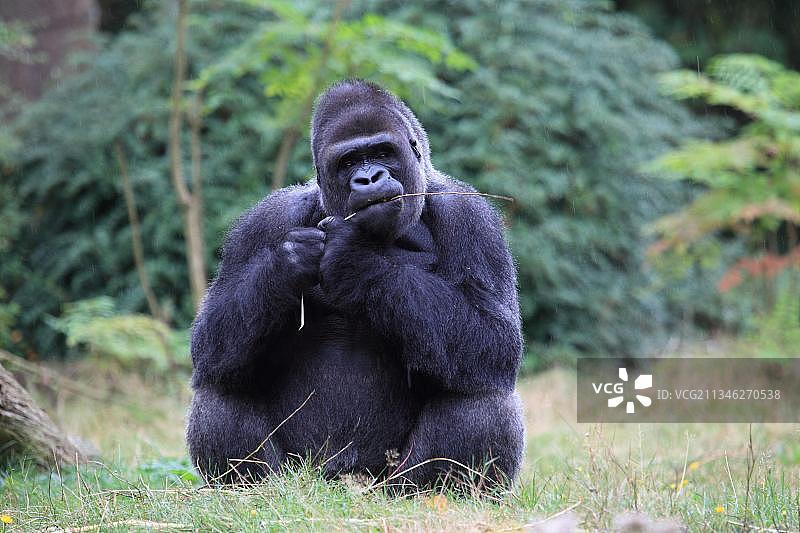 西方低地大猩猩（Gorilla gorilla）图片素材