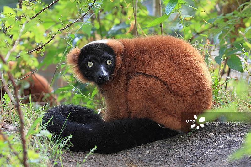 红色皱领狐猴图片素材