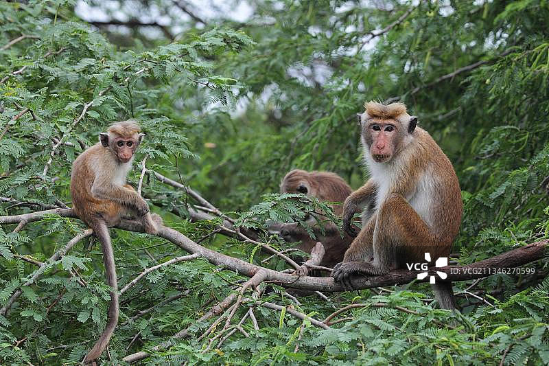 锡兰猕猴，亚洲斯里兰卡本达拉国家公园图片素材
