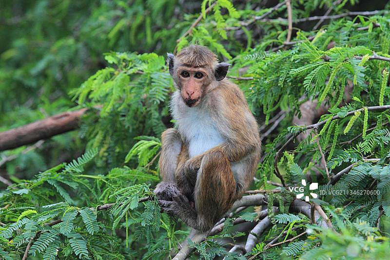 锡兰猕猴，亚洲斯里兰卡本达拉国家公园图片素材