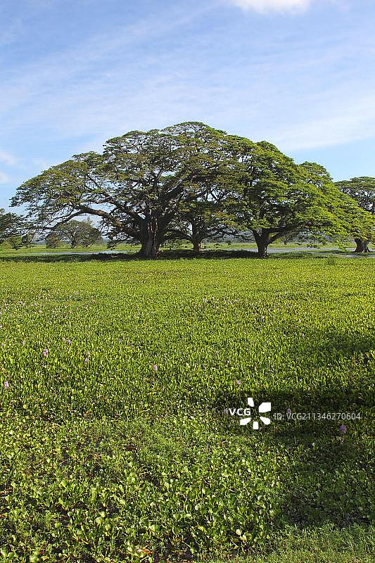 湖泊与凤眼莲，斯里兰卡，亚洲图片素材
