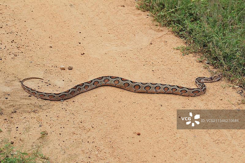 印度蟒蛇，斯里兰卡雅拉国家公园图片素材
