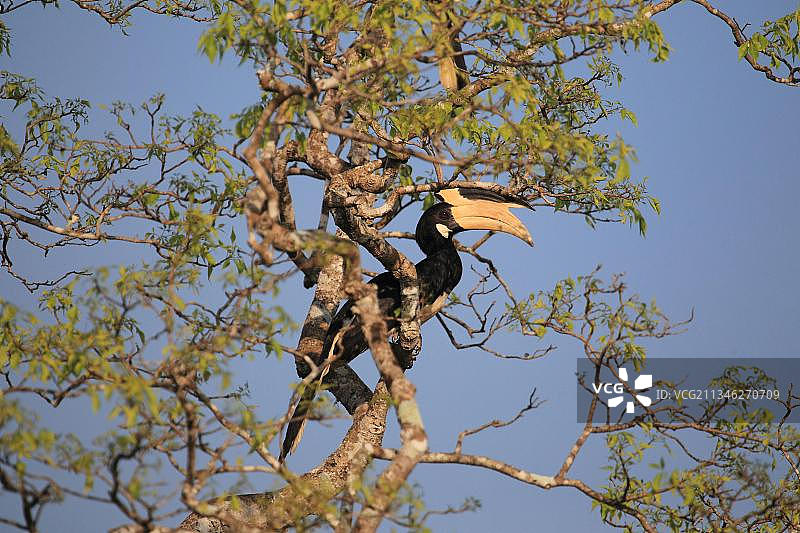 斯里兰卡亚拉国家公园的冠斑犀鸟图片素材