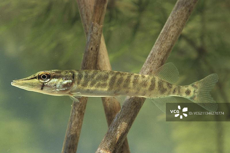 梭鱼，幼鱼 (Esox licius)图片素材