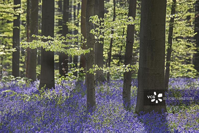 蓝色风铃草和山毛榉森林图片素材