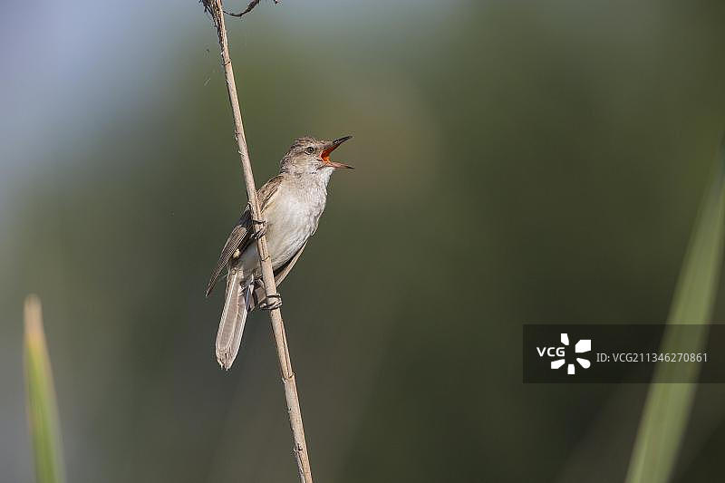 大苇莺，欧洲希腊图片素材