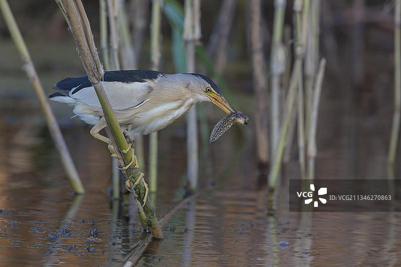雄性小麻鳽，摄于希腊凯尔基尼湖，欧洲图片素材