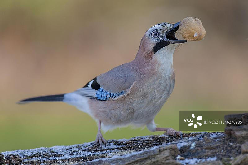 嘴含核桃的松鸦图片素材