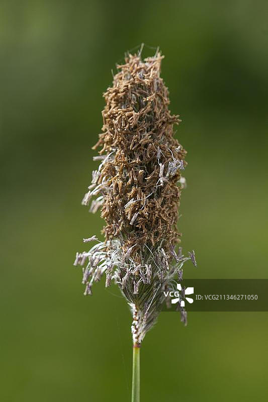 狐茅草图片素材