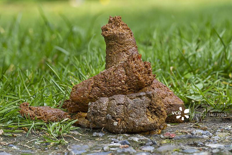 狗粪便图片素材